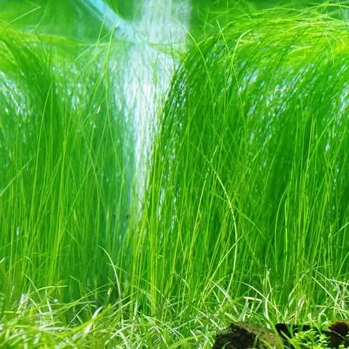 26 Best Tall Aquatic Plants For a Amazing Aquarium Tank